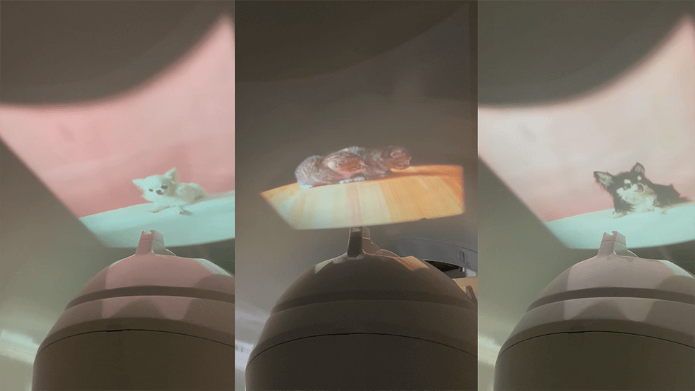 MRIボア内に投影された犬や猫の映像